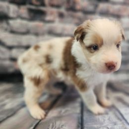 Enid - Red merle female Miniature Australian Shepherd puppy in Macomb, Missouri from Faunus Farms and Aussies