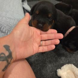 Girl 1 - Black and mahogany female Rottweiler puppy in Bay Shore, New York from Nightfall Reverie Rottweilers