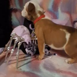 Bulldog Puppies from B-Hive Bulldogs