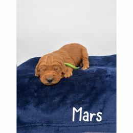 Mars - Red  male Goldendoodle puppy in Smithfield, Kentucky from KBK9 Kennels