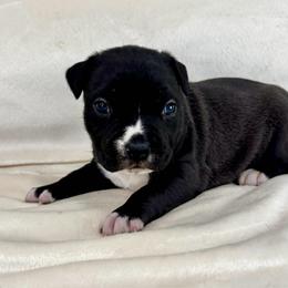 Sable Female - Seal brown female American Pit Bull Terrier puppy in Nine Mile Falls, Washington from Bartin Kennels