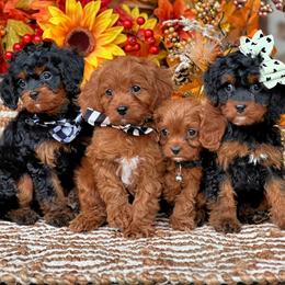 Cavapoos from Doodlydoo Doodles