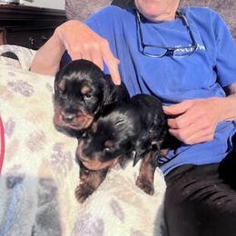 English Setter and Gordon Setter Puppies from Windsor Setters