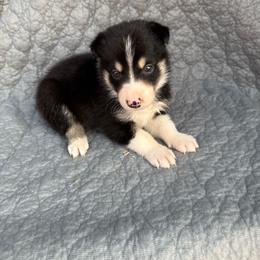 Boy 1 - Tri-color male Border Collie puppy in Centerville, Washington from Forthright Farms