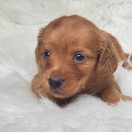 Pebbles - Red female Dachshund puppy in Sumrall, Mississippi from Huckleberry Tails
