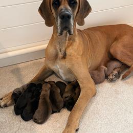 Great Dane puppies from Top Brackett Danes