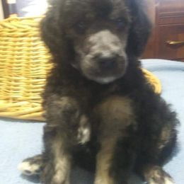 Poodle Puppies from Endearing Standard Poodles