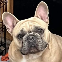 Dyna - French Bulldog