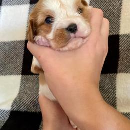 Cavalier King Charles Spaniel Puppies from Strawberry Hill Cavaliers