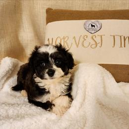 Dolly - Black tri-color female Aussiedoodle puppy in Logansport, Indiana from Sandy Hill Farm Aussies, LLC