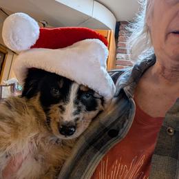 King - Blue merle male Australian Shepherd puppy in Cherry Grove, Oregon from TLC Dream and Pureland Australian Shepherds