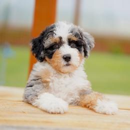 Goose - Blue merle male Bernedoodle puppy in Spokane, Washington from Lilac City Doodles