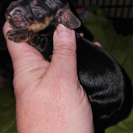 Boy1 - Black and tan male Dachshund puppy in Lansing, Michigan from Black Thunder 517 Dachshunds and frenchies