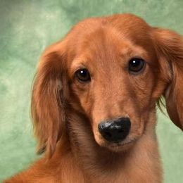 Dachshunds from Creamridge Dachshunds