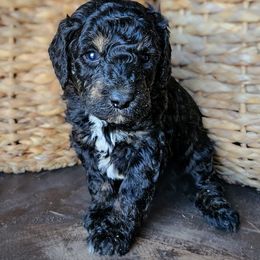 Lane - Black tri-color male Aussiedoodle puppy in Crete, Nebraska from Doodles & Co