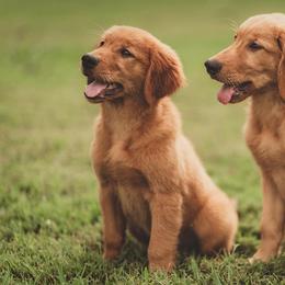 Golden Retrievers from Greenridge Kennels