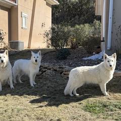 Berger Blanc Suisse and German Shepherd Puppies from Scenic Creek German Shepherds and White Swiss Shepherds