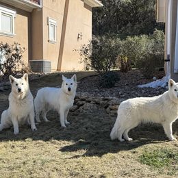 Berger Blanc Suisse and German Shepherd Puppies from Scenic Creek German Shepherds and White Swiss Shepherds