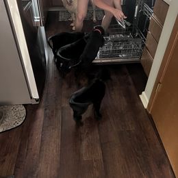 Labrador Retriever Puppies from Hunter’s Moon Retrievers