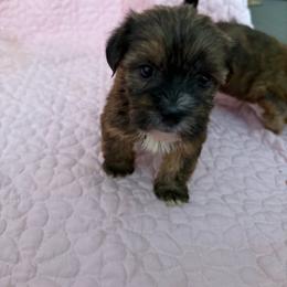 Girl 1 - Black gold and white female Shorkie puppy in Florida from Shih tzus and Shorkies Galore