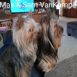 Yorkshire Terrier All Grown Up from Patti Hood's Yorkshire Terriers