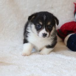 Angel - Black and tan female Pembroke Welsh Corgi puppy in Morgantown, Pennsylvania from Goldstar Puppies (License Number 18519)