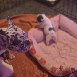Marilyn - White female French Bulldog puppy in Pleasant Hill, Iowa from Courtney Nicole's Mal Shihs & Goldendoodles