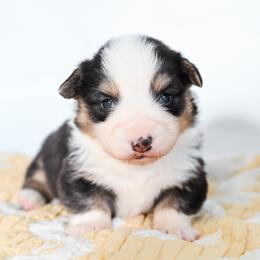 BEAU - Black and tan male Pembroke Welsh Corgi puppy in Mona, Utah from Sorensen Corgis