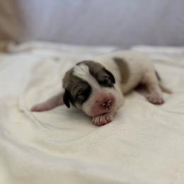 Orange Collar - White and badger male Great Pyrenees puppy in Tehachapi, California from Country Oaks Farm