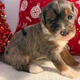 Boy 6 - Merle male Bernedoodle puppy in Perryville, Maryland from Heavenly Heritage Dachshunds and Doods