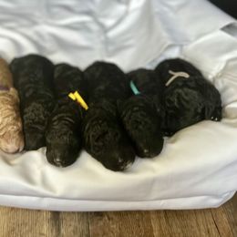 Poodle Puppies from Cajun Girl Kennels