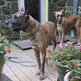 Great Danes from Lentz Great Danes