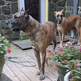 Great Danes from Lentz Great Danes