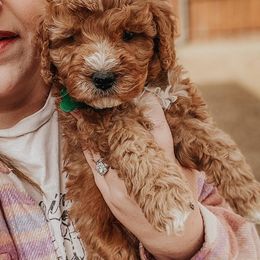 Bernedoodles and Goldendoodles from Doodles of North Tx