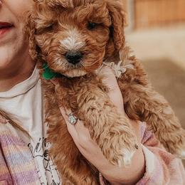 Bernedoodles and Goldendoodles from Doodles of North Tx