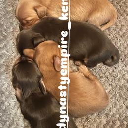 Dachshund Puppies from Dynasty Empire Kennels
