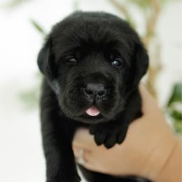 Boomer - Black male Labrador Retriever puppy in Allons, Tennessee from UC Labradors LLC