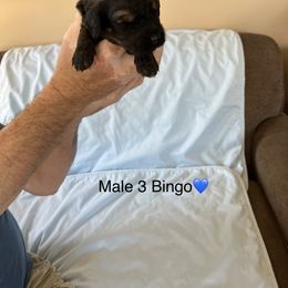 Goldendoodle Puppies from Hesseldoodles Farm