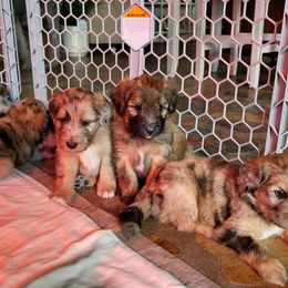 Aussiedoodle Puppies from Ocala Doodle Ranch
