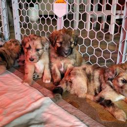 Aussiedoodle Puppies from Ocala Doodle Ranch