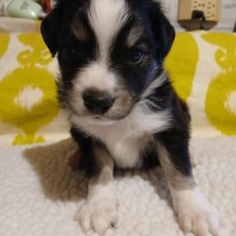 Hank - Black tri Miniature Australian Shepherd puppy in Gretna, Virginia from Adams Acres Cattle Dogs