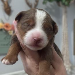 Everest - Chocolate merle female Bernedoodle puppy in Hillsboro, Oregon from Myt fine doodles