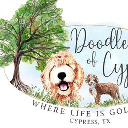 Goldendoodles from Doodles Of Cypress