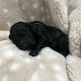 Goldendoodle Puppies from Sugar Doodles