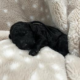 Goldendoodle Puppies from Sugar Doodles