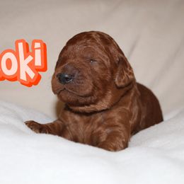 Loki - Red  male Poodle puppy in Sheridan, California from Renegade Standard Poodles