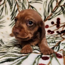 Silkywirehaired Choco - Chocolate and tan male Dachshund puppy in Torrance, California from Lucky Dachshunds