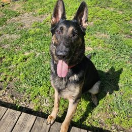 Max - German Shepherd