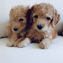 Goldendoodle Puppies from Pitter Patter Puppies