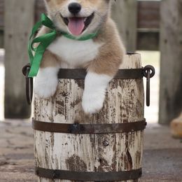 Pembroke Welsh Corgi Puppies from Flat town corgis